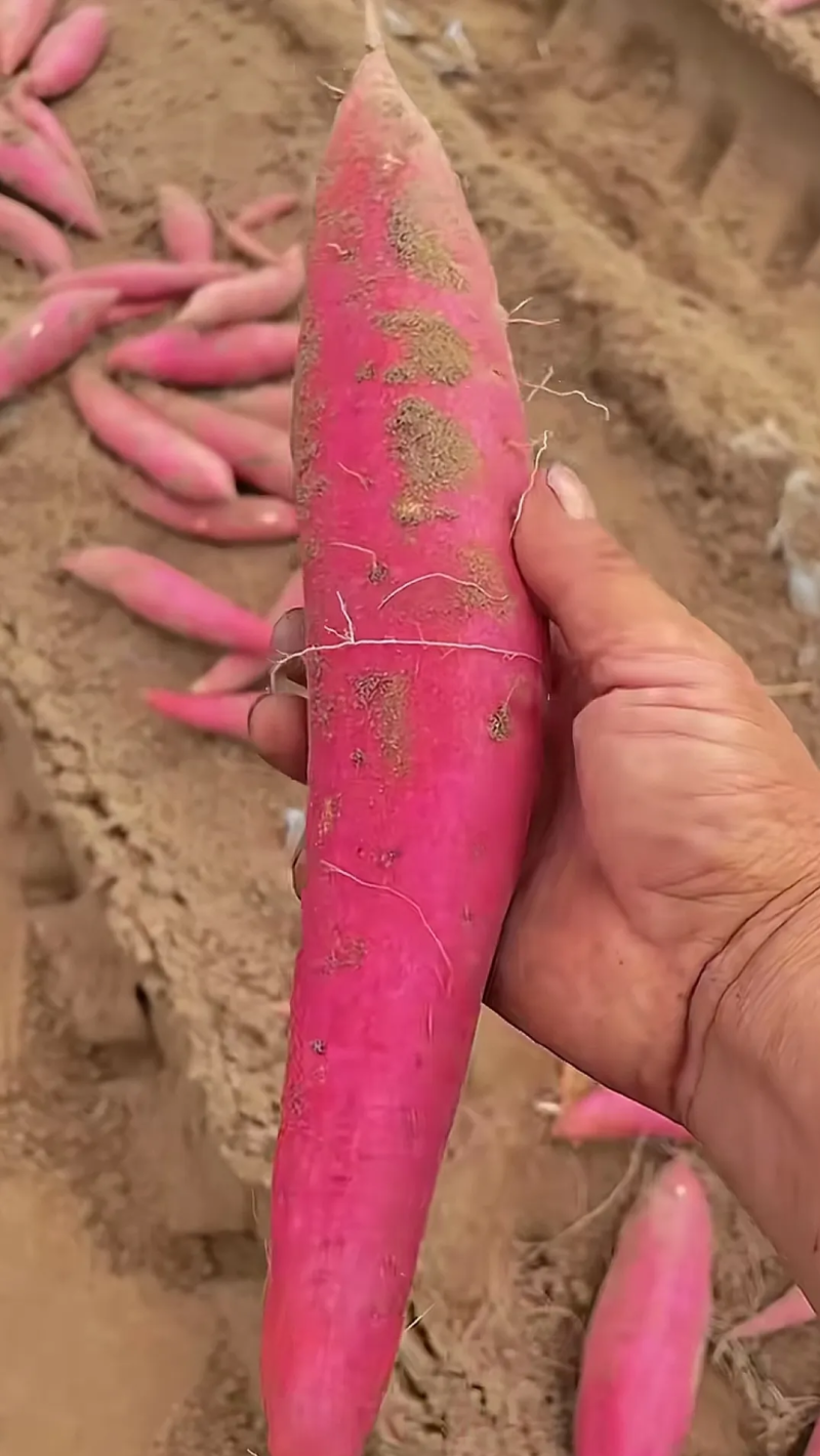 西瓜红红薯水果红薯板栗薯，红皮红心，无筋无丝，香甜软糯