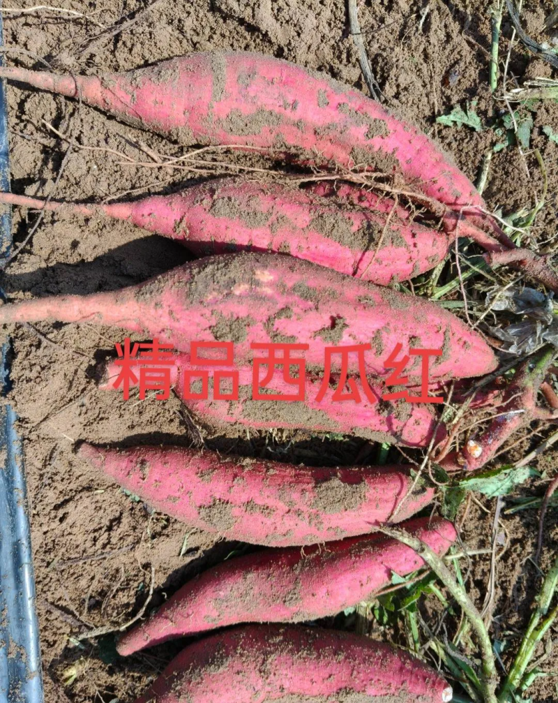西瓜红红薯水果红薯板栗薯，红皮红心，无筋无丝，香甜软糯
