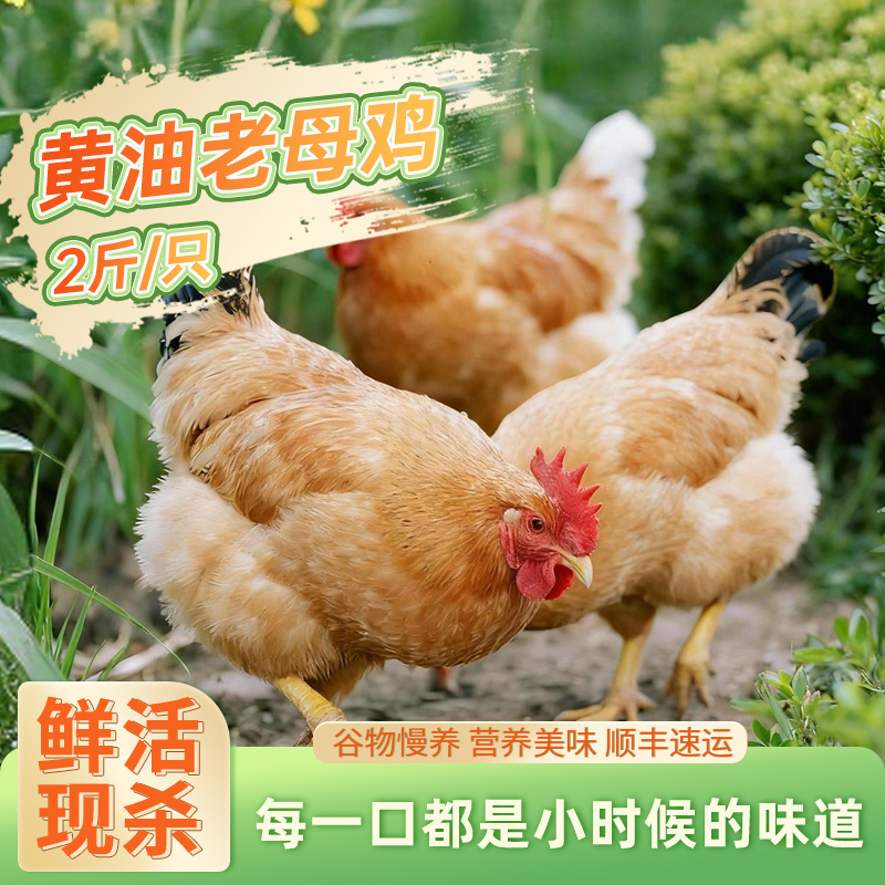 雀淘黄油老母鸡2到了-3斤新鲜鲜活宰杀冷冻速运