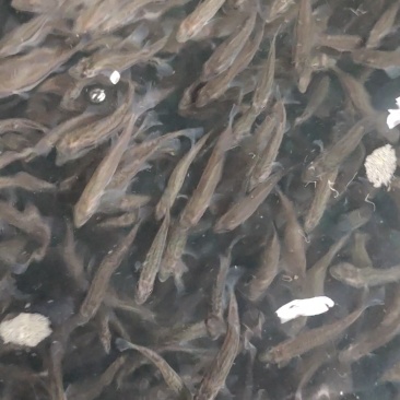 鲈鱼苗