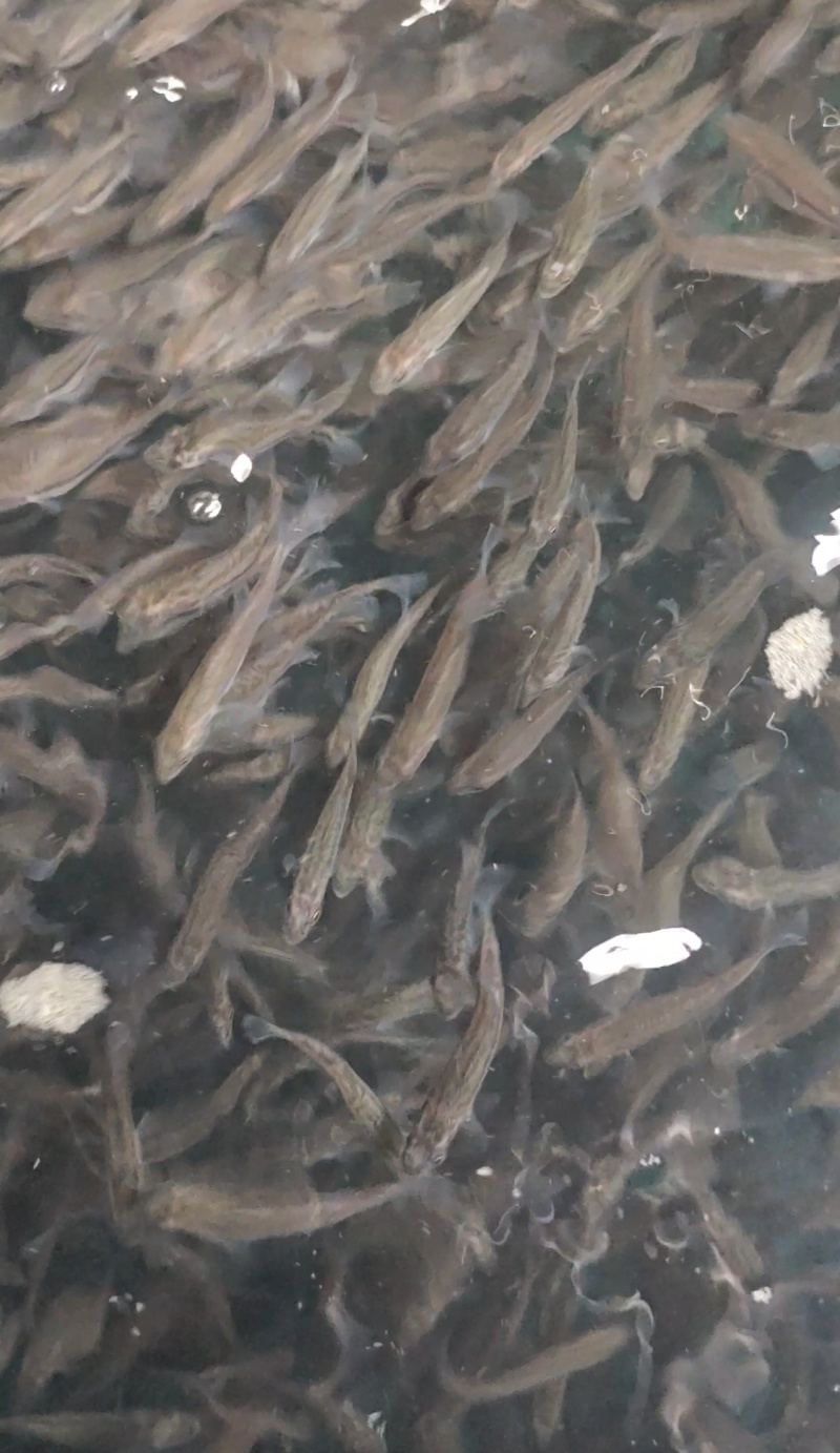 鲈鱼苗
