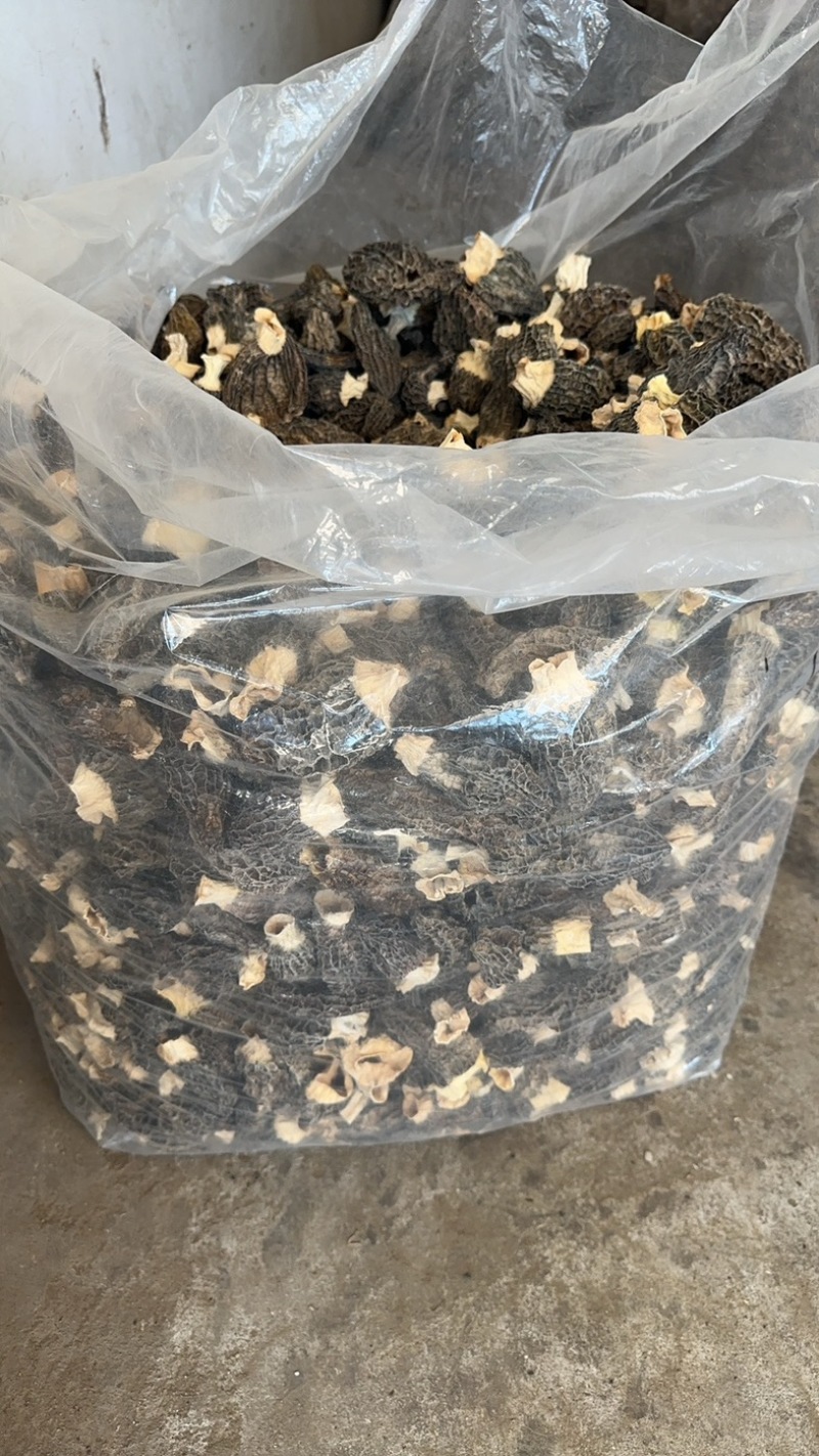 特大羊肚菌，便宜甩了