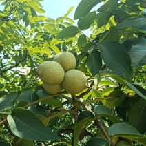 鲜果青皮核桃