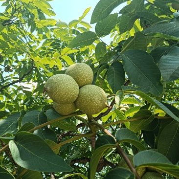 鲜果青皮核桃
