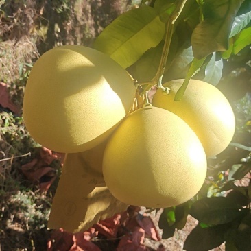 平和琯溪蜜柚