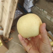 河北梨基地皇冠梨今年新货大量上市量大从优实力代发