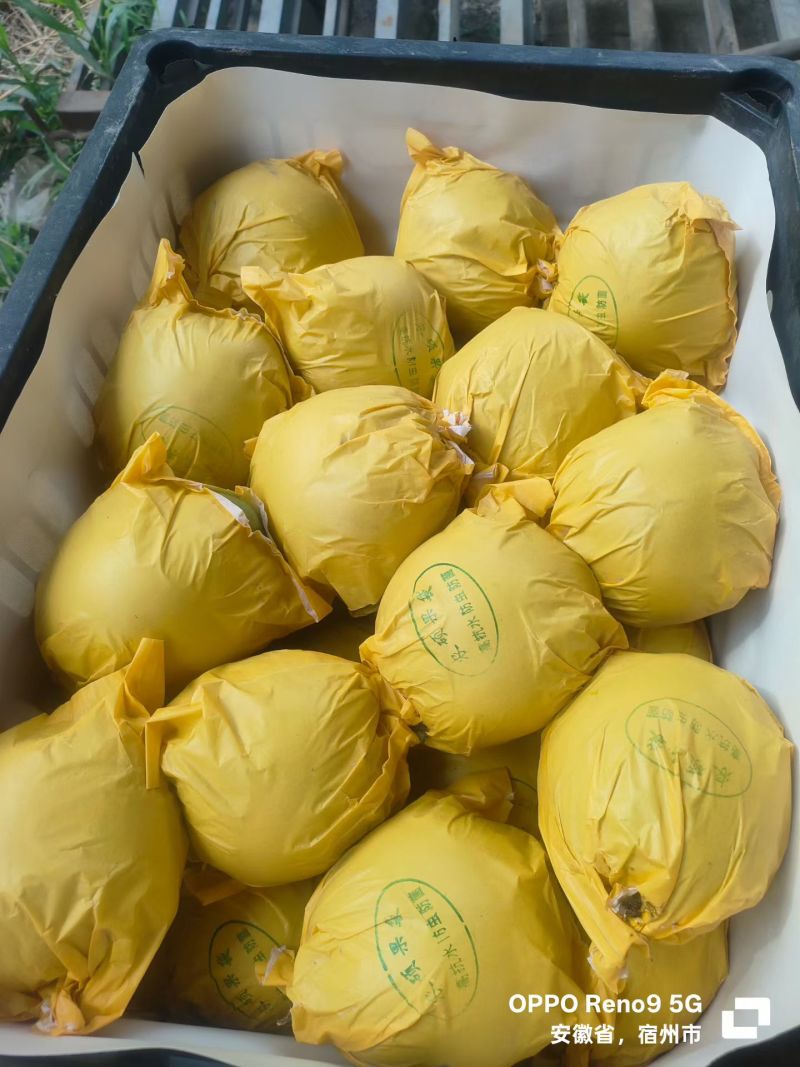 安微砀山，黄冠梨，翠玉，脆甜汁多肉厚园黄，保证质量需要联