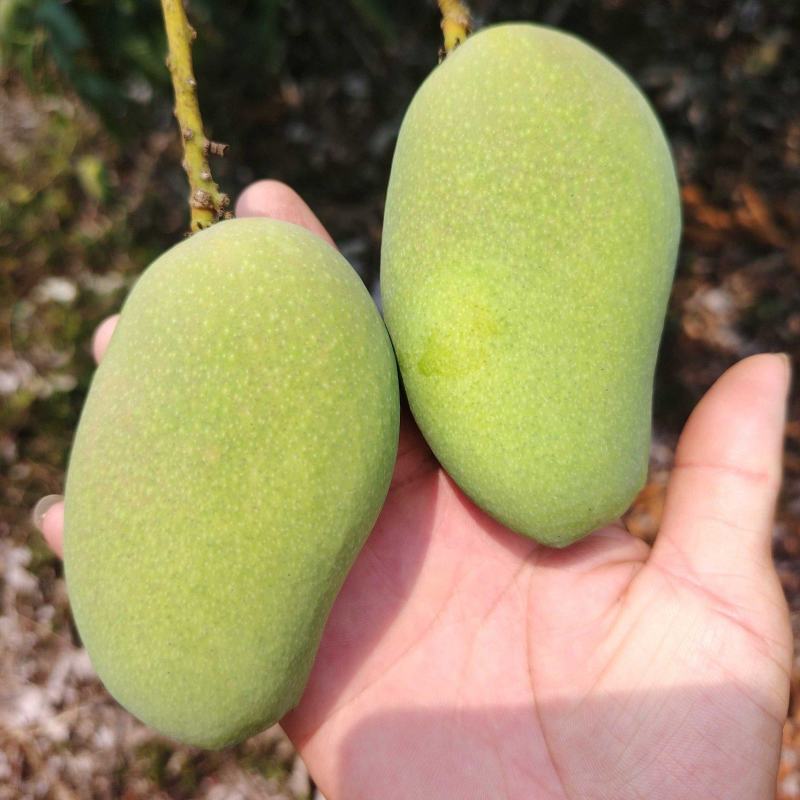 小台农芒，核薄如纸，芒果浓香天花板，产地直供，现摘现发