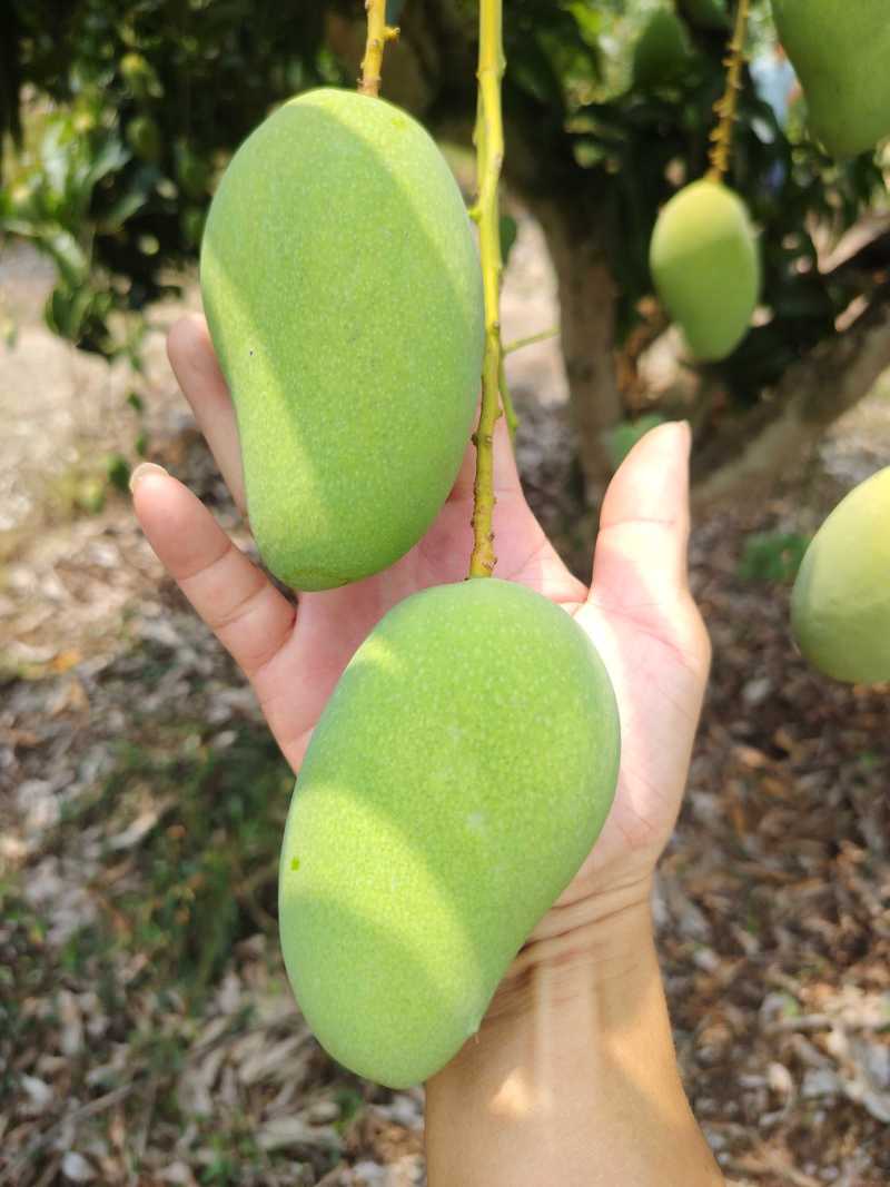 小台农芒，核薄如纸，芒果浓香天花板，产地直供，现摘现发