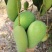 小台农芒，核薄如纸，芒果浓香天花板，产地直供，现摘现发