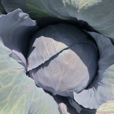 甘肃高原夏菜，高原紫甘蓝颜色正质量好，