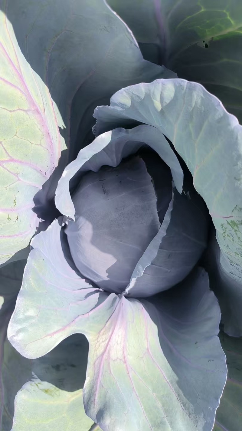 甘肃高原夏菜，高原紫甘蓝颜色正质量好，
