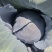 甘肃高原夏菜，高原紫甘蓝颜色正质量好，