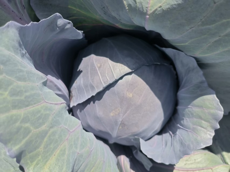 甘肃高原夏菜，高原紫甘蓝颜色正质量好，