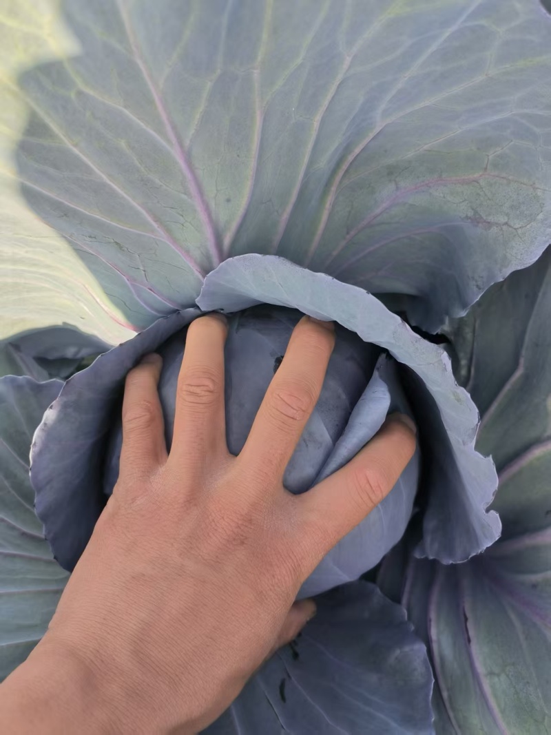 甘肃高原夏菜，高原紫甘蓝颜色正质量好，