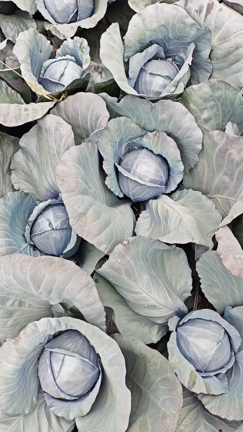甘肃高原夏菜，高原紫甘蓝颜色正质量好，