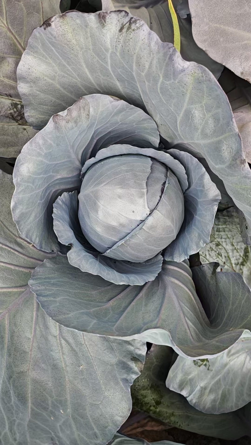 甘肃高原夏菜，高原紫甘蓝颜色正质量好，