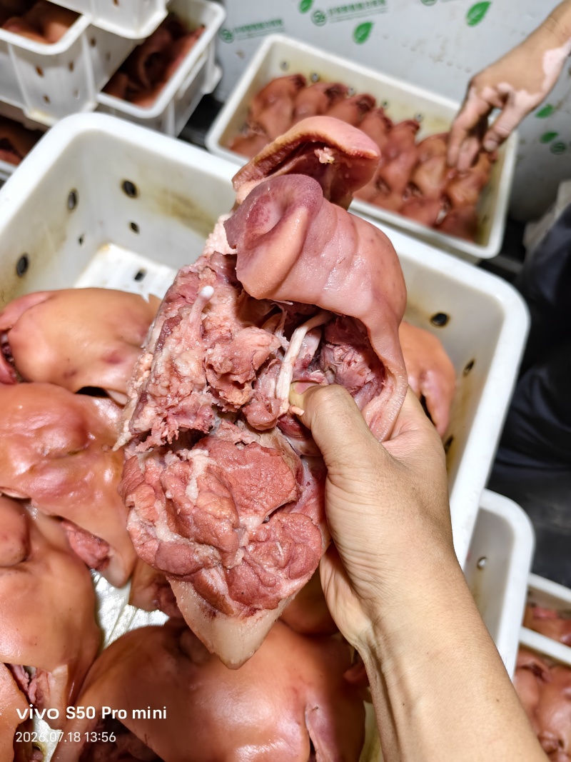 9分熟国产好头肉，猪头肉，自己厂加工的，辽宁沈阳每天加工