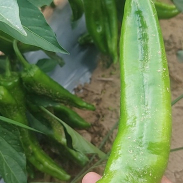 陕北牛角椒