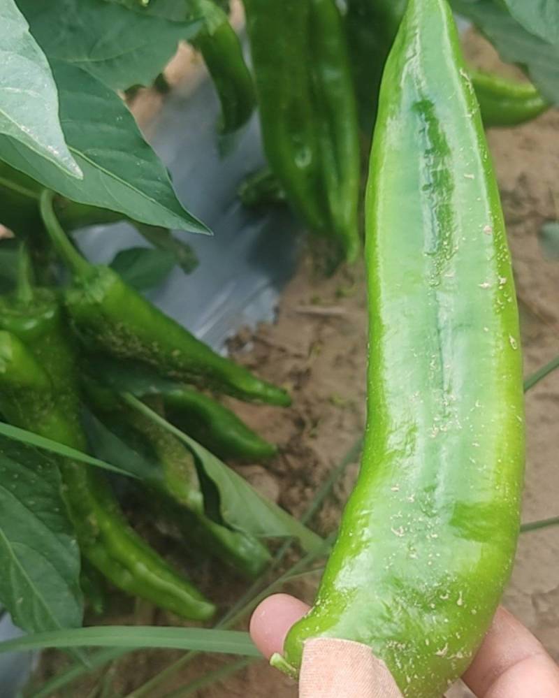 陕北牛角椒