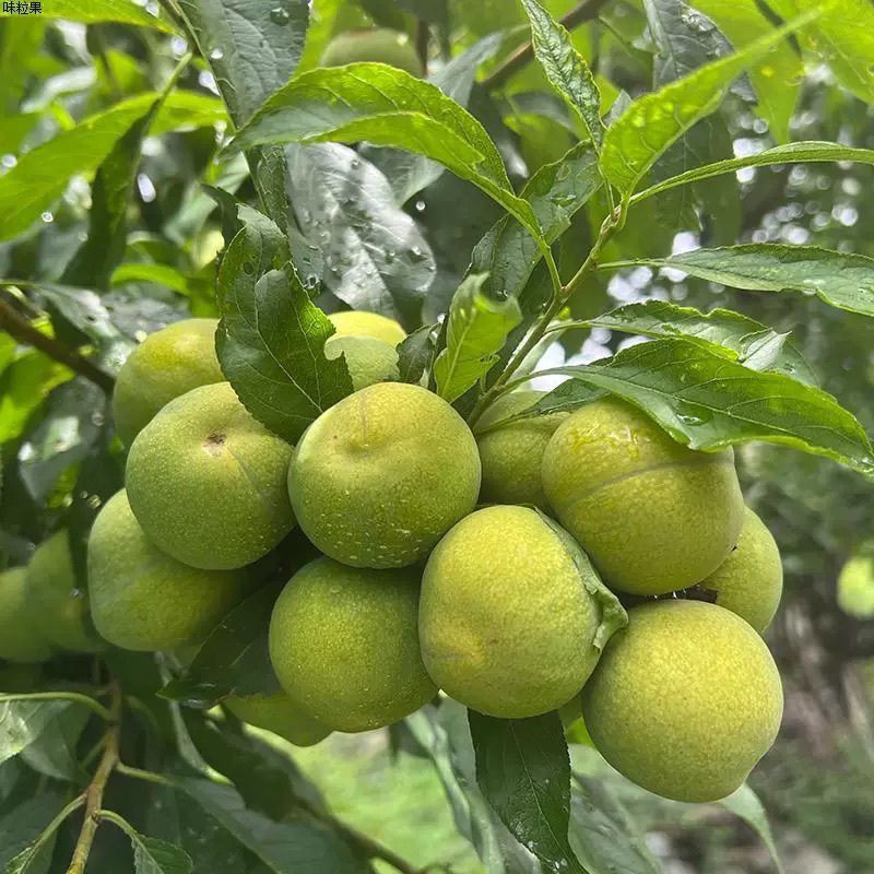 汶茂羌山蜂糖李，电商全平台一件代发，让你售后无忧