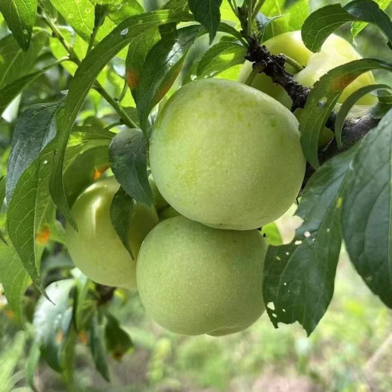 汶茂羌山蜂糖李，电商全平台一件代发，让你售后无忧