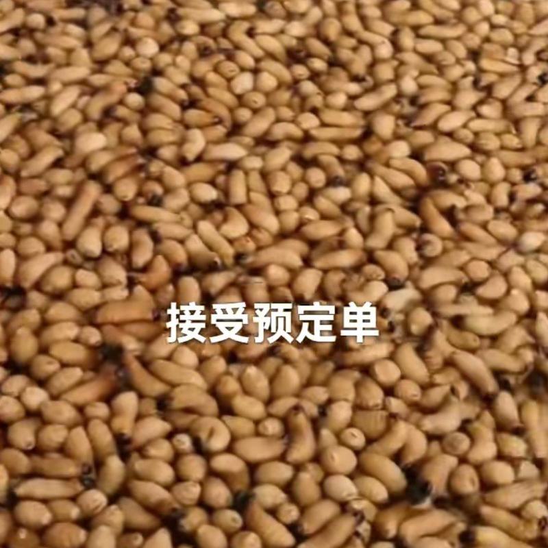 鲜活熟冻竹虫量大可谈