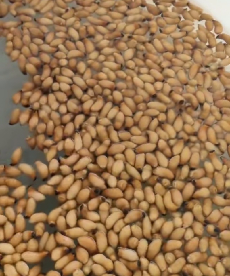 鲜活熟冻竹虫量大可谈