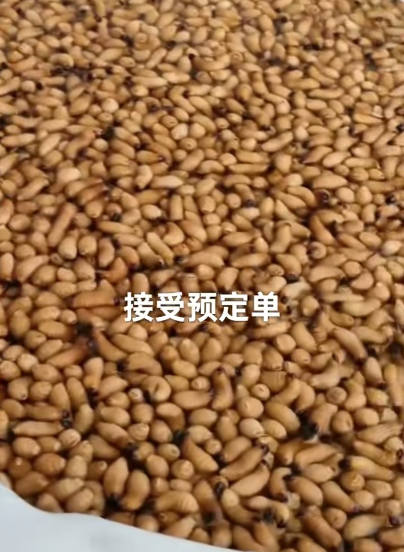 鲜活熟冻竹虫量大可谈