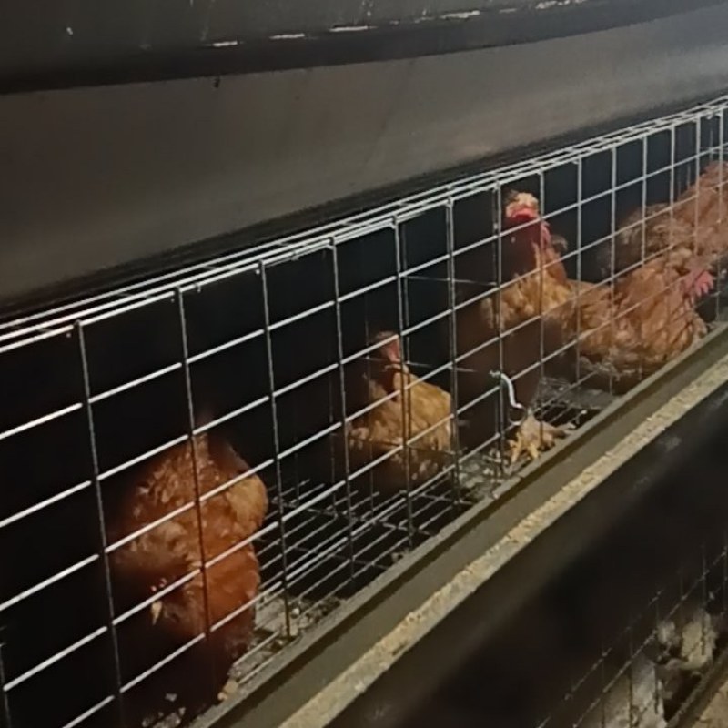纯粮自制饲料北京油鸡