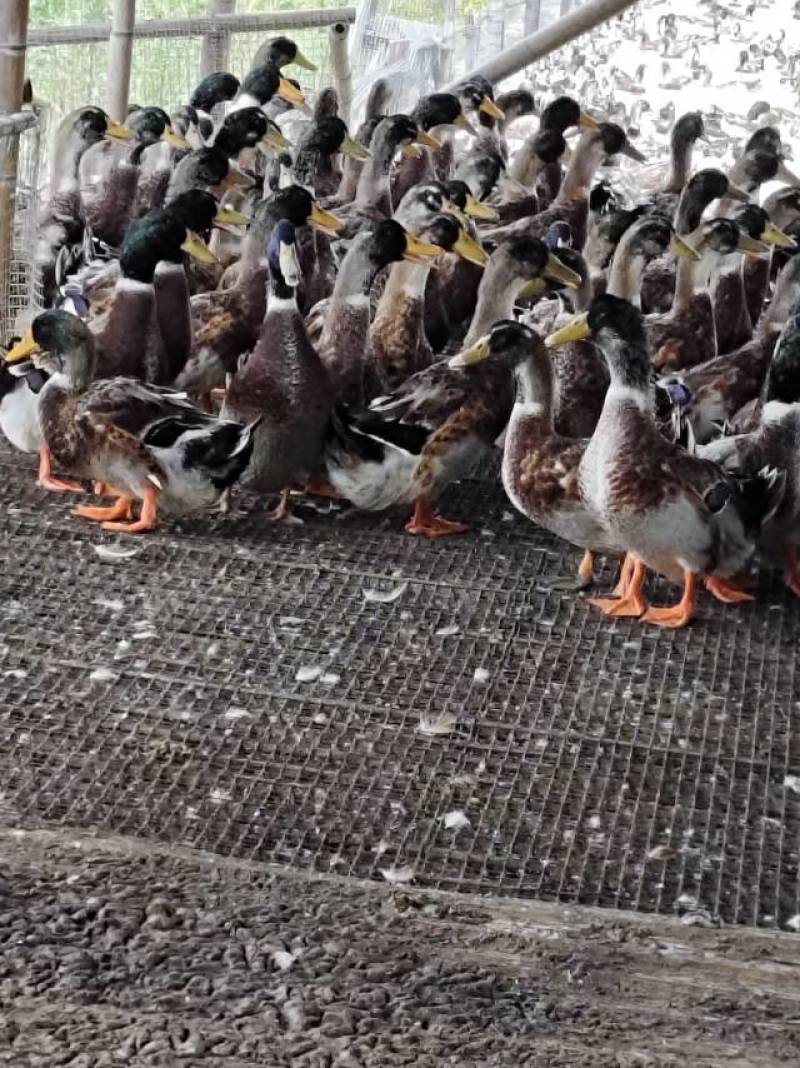青头鸭