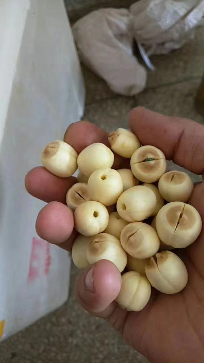 江西新鲜去心手工白莲，通心白莲一件代发，基地直供全国各地