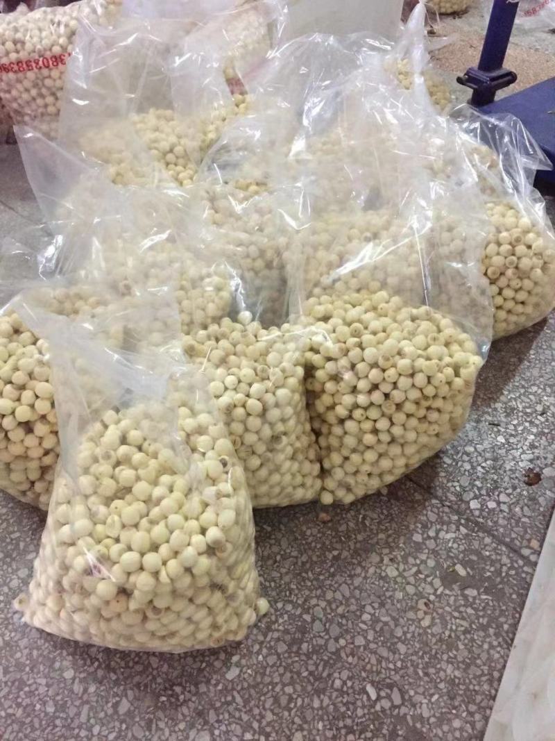 江西新鲜去心手工白莲，通心白莲一件代发，基地直供全国各地