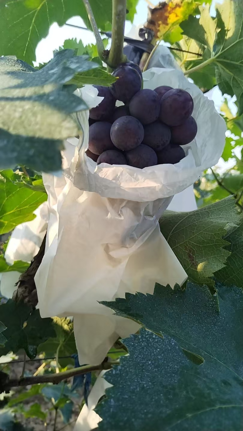自家果园精品140葡萄批发🍇