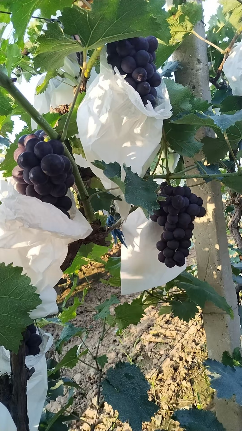 自家果园精品140葡萄批发🍇