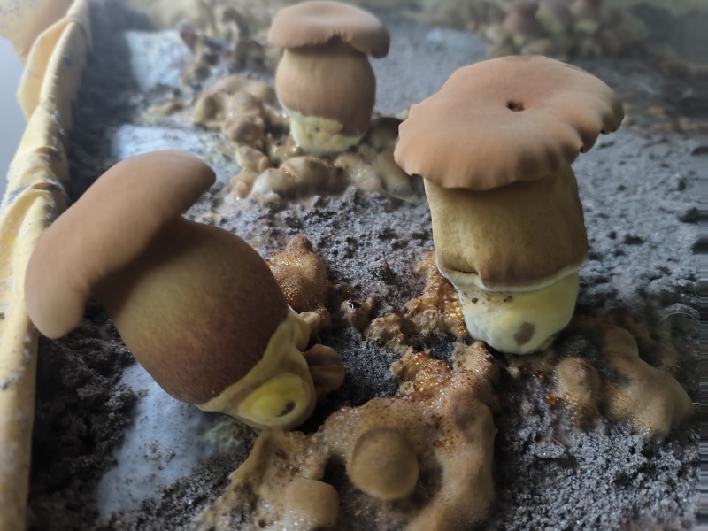新鲜黄牛肝菌鲜货肉质厚实菌香浓现摘现发