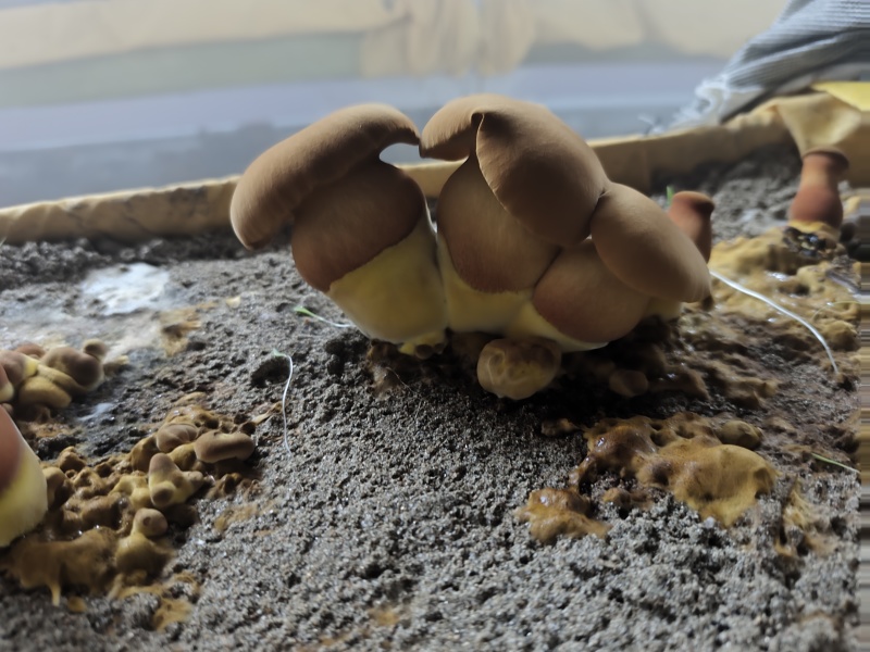 新鲜黄牛肝菌鲜货肉质厚实菌香浓现摘现发