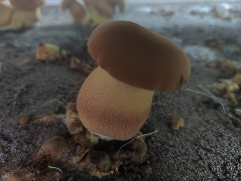 新鲜黄牛肝菌鲜货肉质厚实菌香浓现摘现发