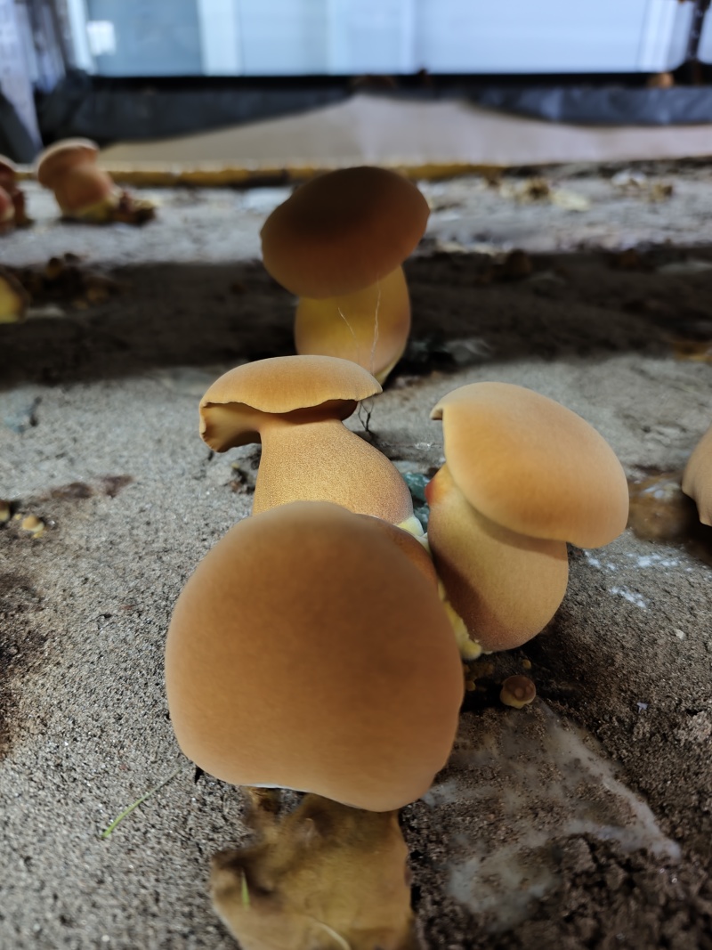 新鲜黄牛肝菌鲜货肉质厚实菌香浓现摘现发