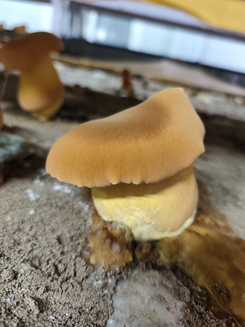 新鲜黄牛肝菌鲜货肉质厚实菌香浓现摘现发
