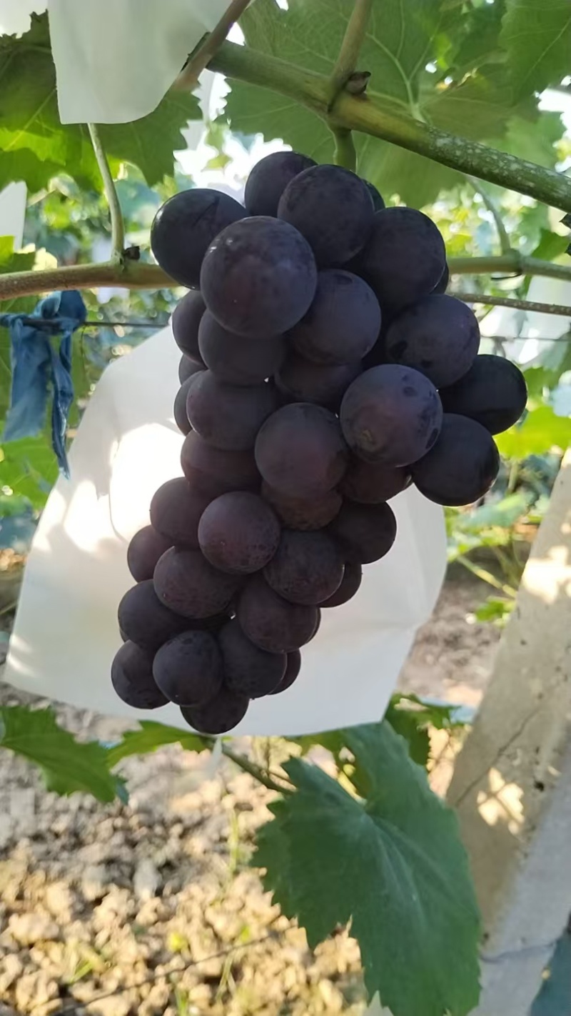 自家果园精品140葡萄批发🍇