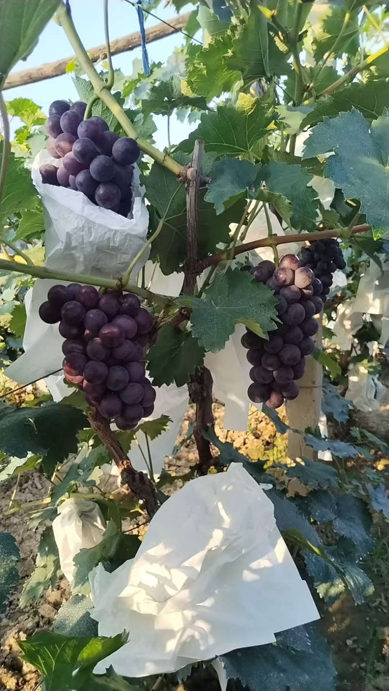 自家果园精品140葡萄批发🍇