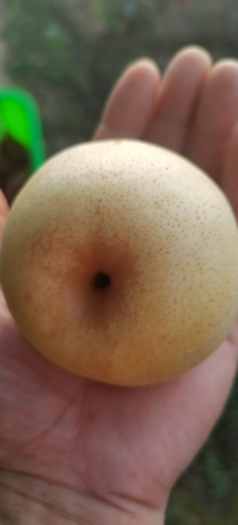 自产丰水梨，黄金梨，肉嫩多汁***********