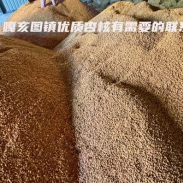 通辽扎鲁特旗山杏核