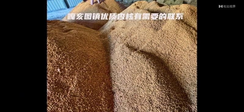 通辽扎鲁特旗山杏核
