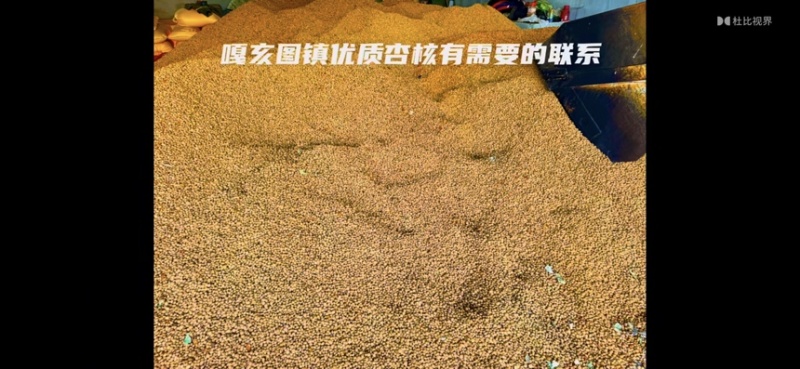 通辽扎鲁特旗山杏核