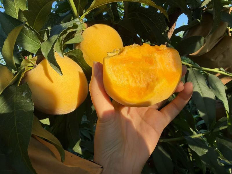 陕西精品水果