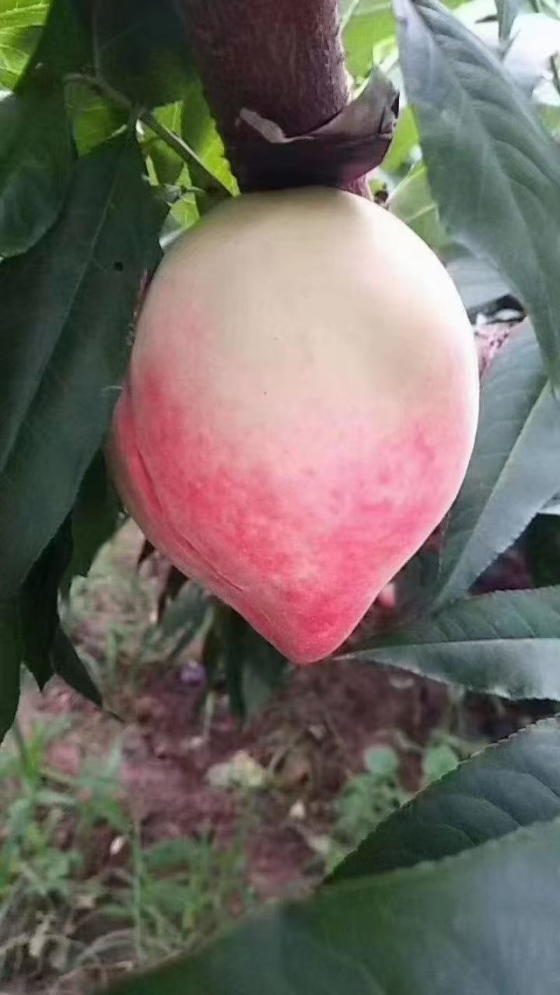 精品北京8号水蜜桃(金鱼水蜜桃)