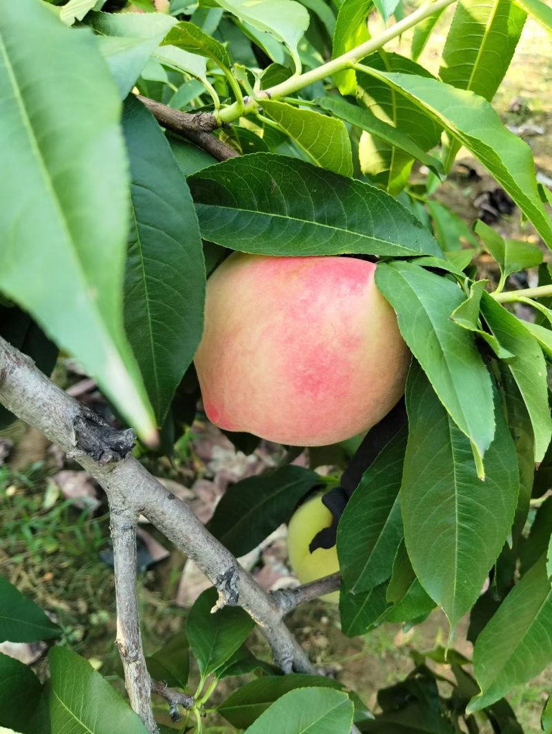 精品北京8号水蜜桃(金鱼水蜜桃)