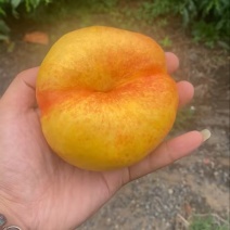 油蟠九